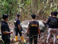 Gajah Sumatera Mati Mengenaskan di Riau: Kepala Ditembak, Gading Hilang Dicuri