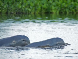 Tersisa 66 Ekor, KLH Siapkan Langkah Darurat Selamatkan Pesut Mahakam