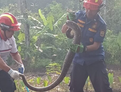 Damkar Ciamis Evakuasi Ular Sanca 3 Meter di Cikoneng, Warga Diimbau Waspada