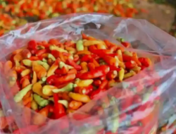 Jelang Ramadhan, Harga Cabai di Luwu Utara dan Bandung Meroket