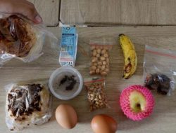 BGN Setop 47 SPPG Akibat Kualitas Makan Bergizi Gratis Buruk: Roti Berjamur hingga Telur Busuk